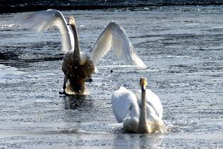 天鹅在线观看,云端共舞,探寻自然之美 第2张 天鹅在线观看,云端共舞,探寻自然之美 第2张